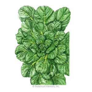 Rosette Tatsoi Bok Choy Seeds